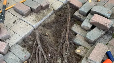 root-removal-repair